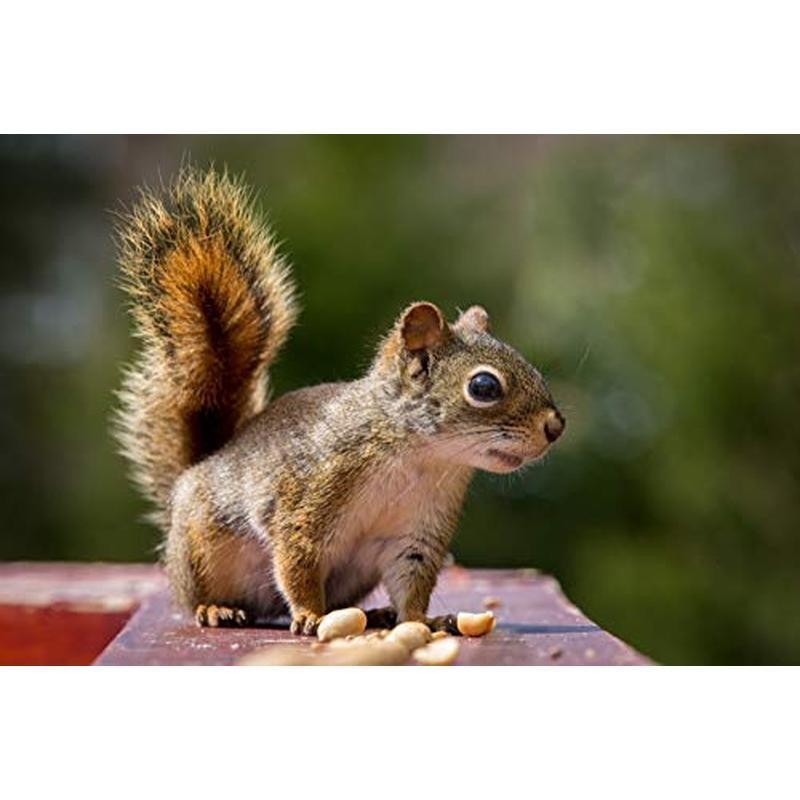 45LB Crop Bulk Bag Shelled Fresh Natural for Outdoor Wildlife Animal Watching US gallery