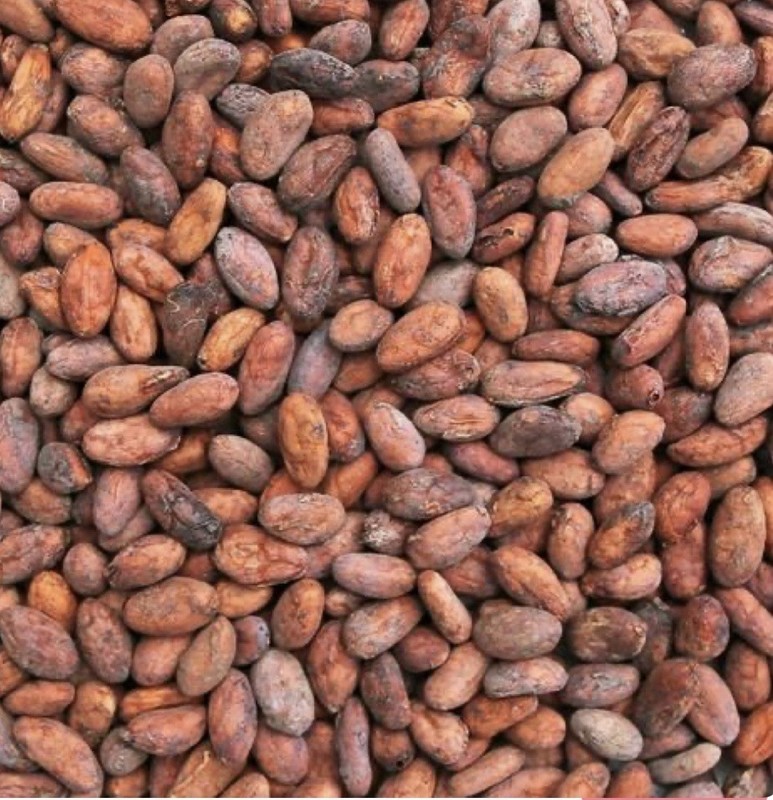 Organic Raw Cacao Beans Fermented Sun Dried Fresh Harvest Chocolate Bean (2lb)