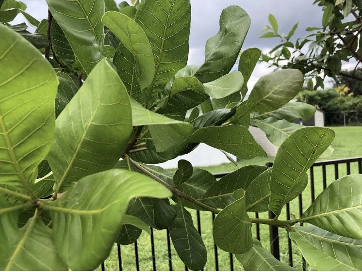 100 fresh Cashew Leaves / organic growth