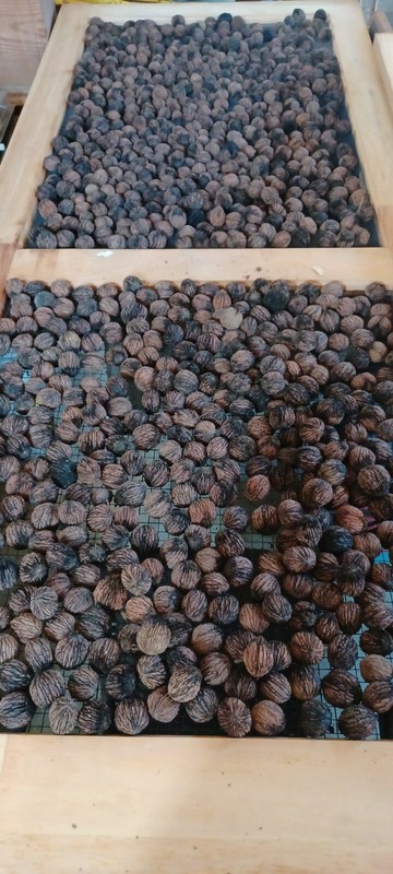 10 Lbs Black Walnuts hulled, in shell fresh harvest 2025, GA Non GMO ORGANIC gallery