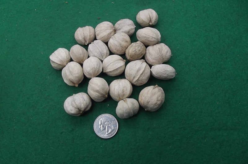 Hickory Nuts, 20 Seed/Cracking Unshelled & 1 oz Shelled, Sampler Pack. 2025 Crop gallery