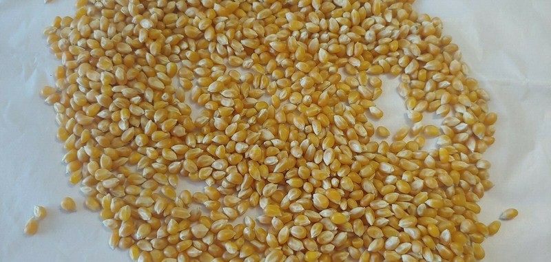 Bulk Dried Yellow Corn – 4 lbs