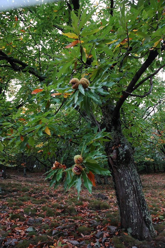 Chestnut Jar Chestnuts From Ardeche France Whole Roasted Chestnuts Peeled and... gallery