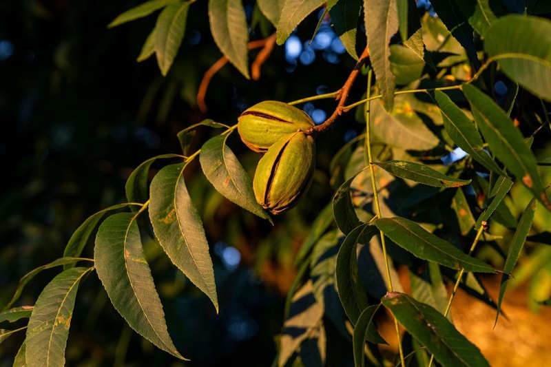 In-Shell Georgia Pecans 5 lb gallery