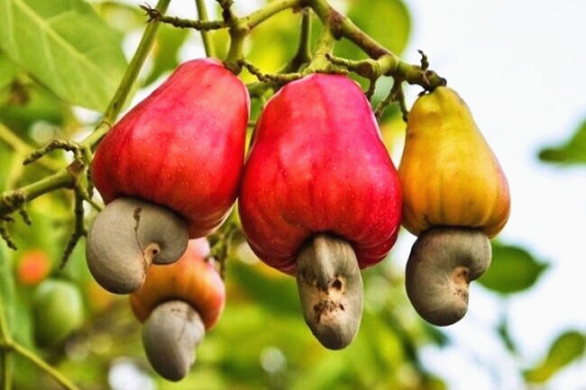 Original Ceylon cashew nuts 100g | 3.527 Oz. gallery