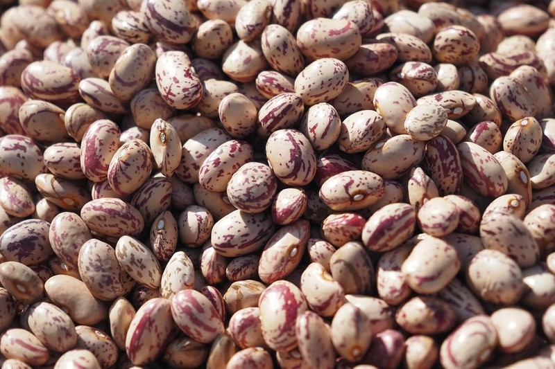 Fresh Dry Cranberry Beans By RawJoy | Organic Fresh Canberry Beans, 10 Pounds