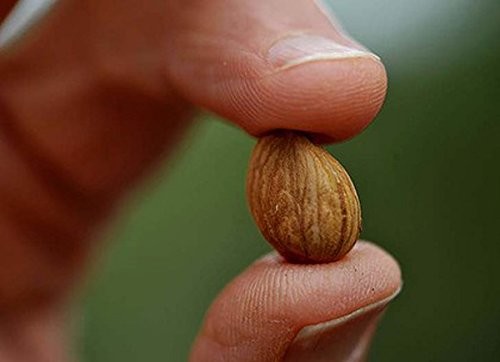 Nature'S Choice Supplements Apricot Seeds California Grown Bitter Raw 100 All gallery