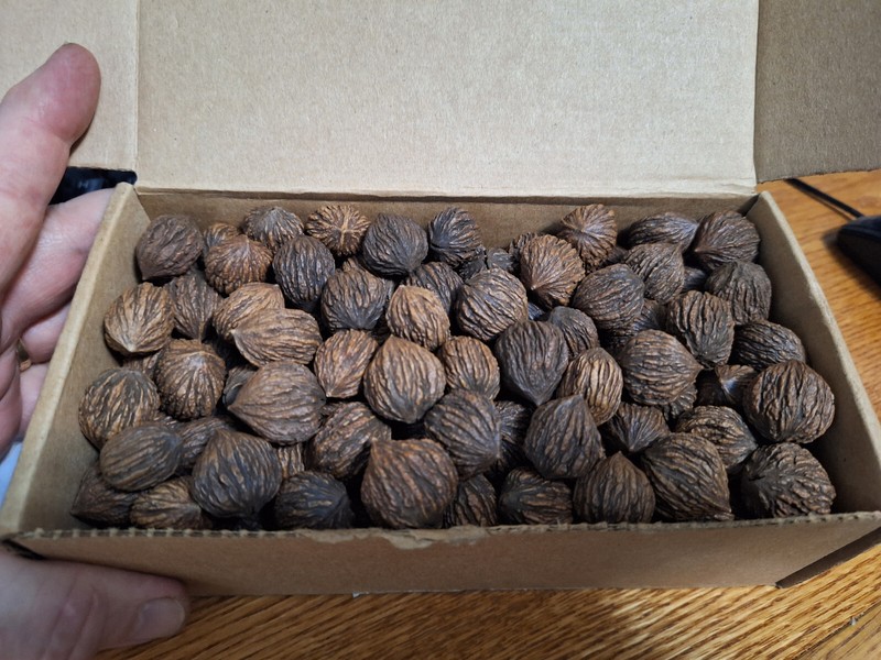 Black Walnuts in Shell - miniature size, great for crafts. Not good for eating.