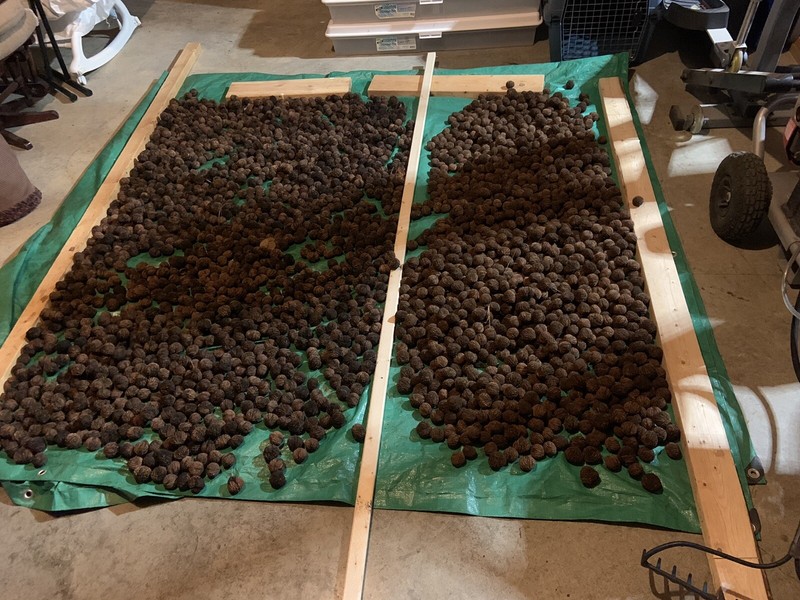 Large Kentucky Organic Wild Black Walnuts In Shell, Harvested October 2022  gallery