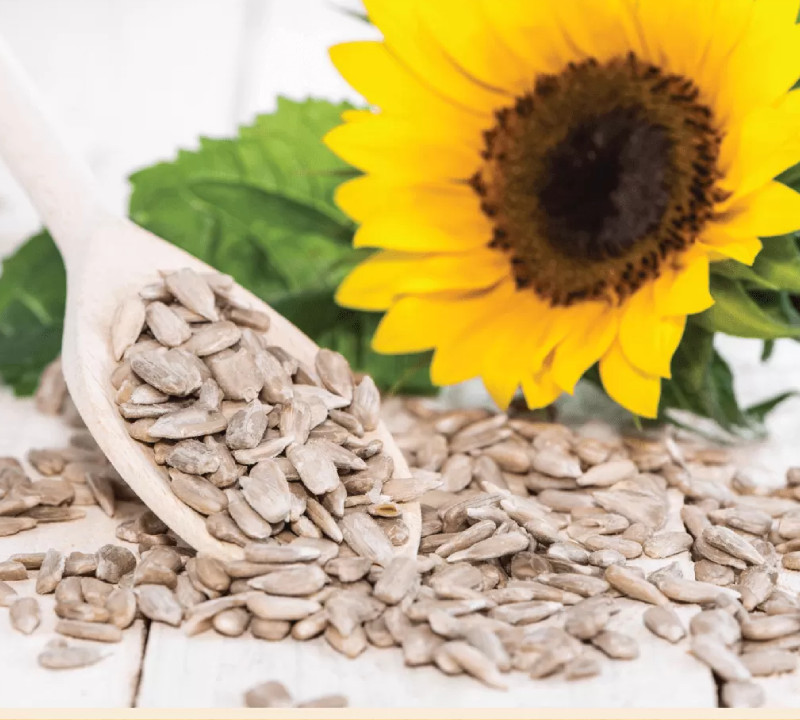 ORGANIC SUNFLOWER SEEDS NON GMO UNSALTED - BY FOOD TO LIVE gallery