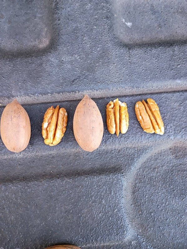 5# delicious South GA Oconee pecans in shell 2025 crop gallery