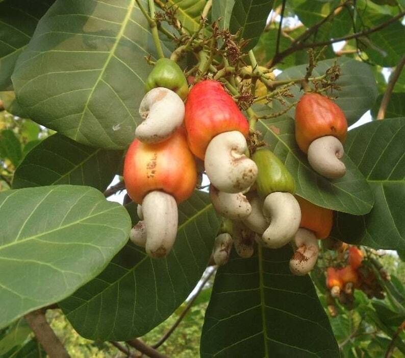 Cashew Nuts Good Quality 100% Organic 100g packet