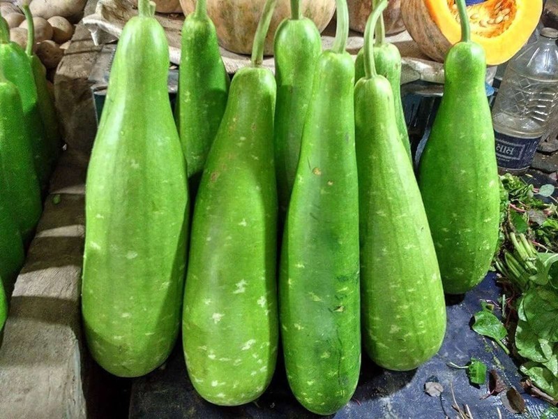 Bottle Gourd Seeds Lauki Vegetable Seeds Lagenaria Siceraria Garden Plant Seeds