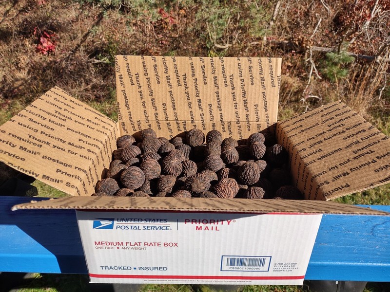 Approximately 8 lbs ( around 250 pieces ) Whole Black Walnuts in Shell gallery