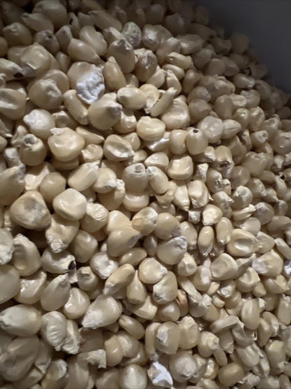 White Whole Kernel Corn, GMO-free and Glyphosate-free 5lb Five pounds gallery
