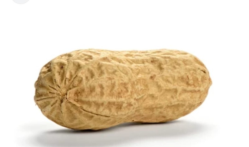 Pure ground nut peanut gallery
