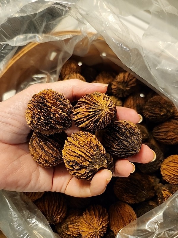 NEW 30 Lbs Black Walnuts hulled, in shell fresh harvest 2025, GA Non GMO ORGANIC