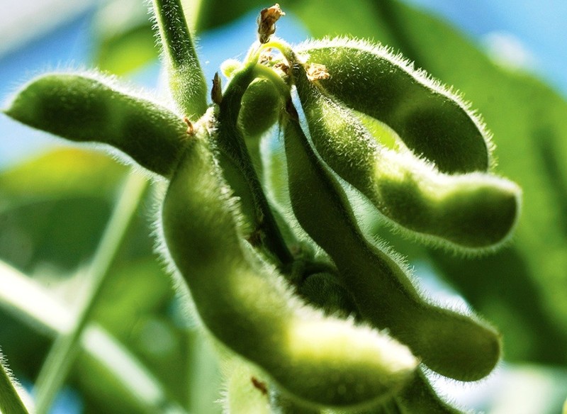 Us Grown Soybean for Tofu Soy Milk Vegetarian Protein 15oz/2LBs gallery