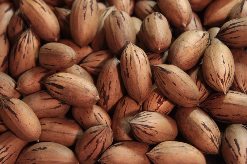 In-Shell Georgia Pecans — Rare Cultivar FRESH off the Tree — 2 LBS gallery