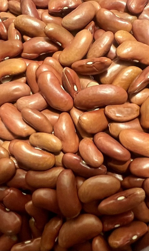 Red Kidney Beans Seed Grains Phaseolus Vulgaris Drought-Tolerant FREE S/H! gallery