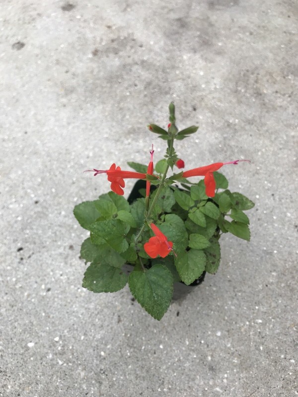 4 ORGANIC PINEAPPLE SAGE/WILD SALVIA PLANTS ATTRACTED HUMMINGBIRD & BUTTERFLY !! gallery