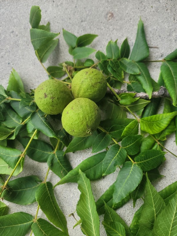2026 Green with Hulls Black Walnut Nocino Tincture Liqueur ~ Limited Time gallery