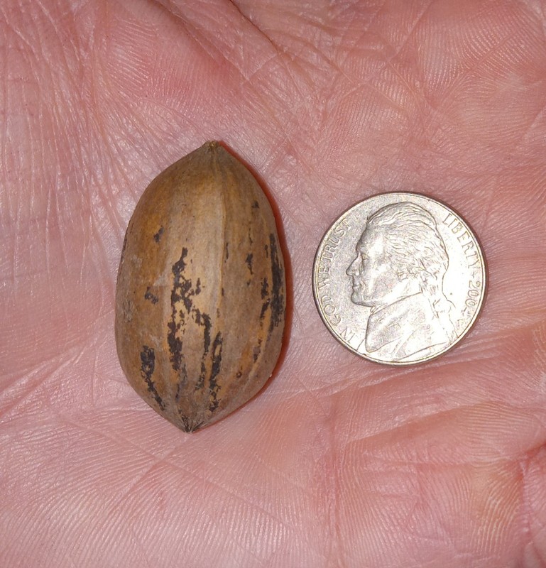 Small In-Shell Texas Pecans | 5lbs | 2025 Season gallery