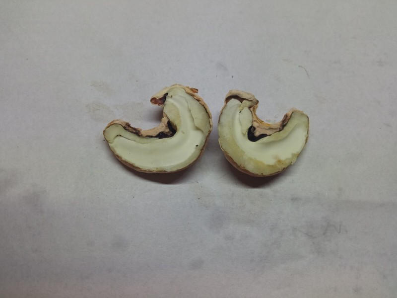 Dried Ceylon Cashew Nuts Eat and Shells as Bug Repellent gallery