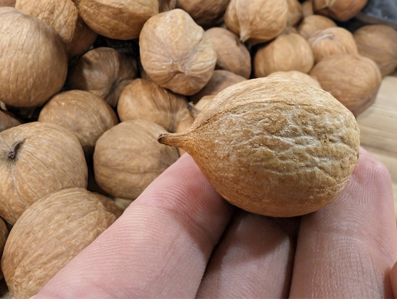 2025 Harvest - 100 Count - Natural Mockernut Hickory Nuts - Southeastern TN gallery