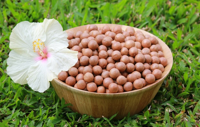 In Shell Macadamia Nuts Hawaiian deluxe gift set (11 pounds / TJ's nutcracker)