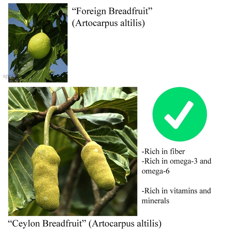 Premium Rare Endemic Ceylon Bread Fruit Seeds Powder-Artocarpus Nobilis gallery