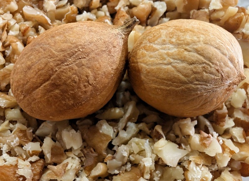 2025 Harvest - 100 Count - Natural Mockernut Hickory Nuts - Southeastern TN gallery