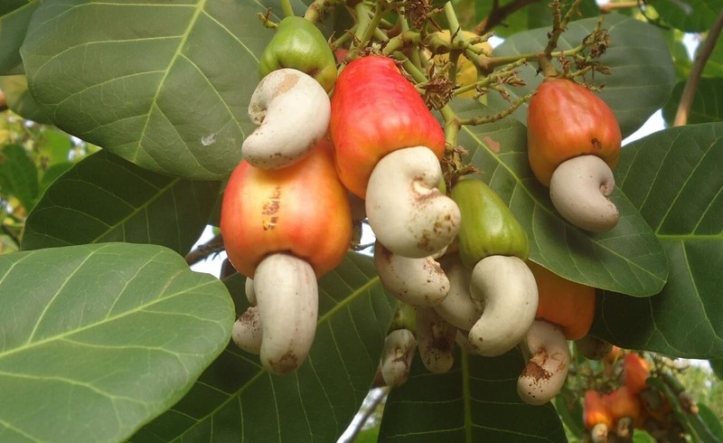 Cooking Cashew Nuts Premium Quality Pure fresh raw cashews 100% natural 1Kg