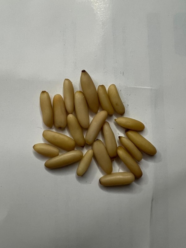 Pine Nut (Chilgoza) Without Shell Premium quality Pine Nut Organic A+ Grade 150g gallery