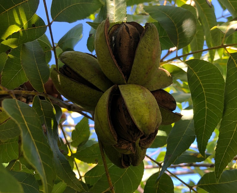 Pecans In Shell 8.5 LB North Carolina 2021 Fresh Hand-Picked Dried Cured Organic