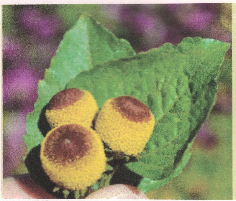 Fresh Szechuan Button Brazilian 200 Berries