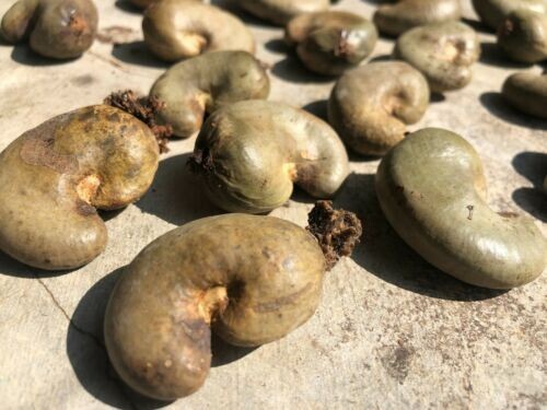 Dried Ceylon Cashew Nuts Eat and Shells as Bug Repellent gallery