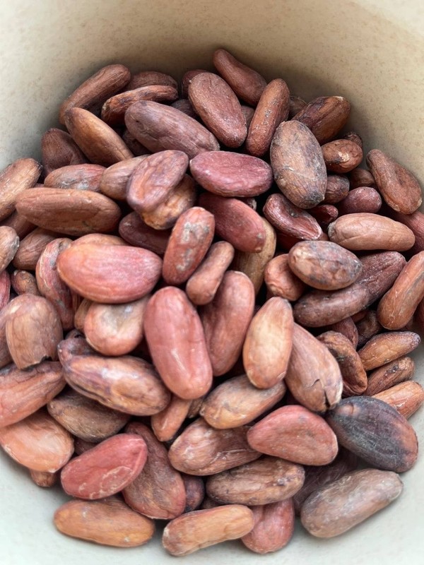 Raw Cacao Beans 1 lb bag | Theobroma Cacao