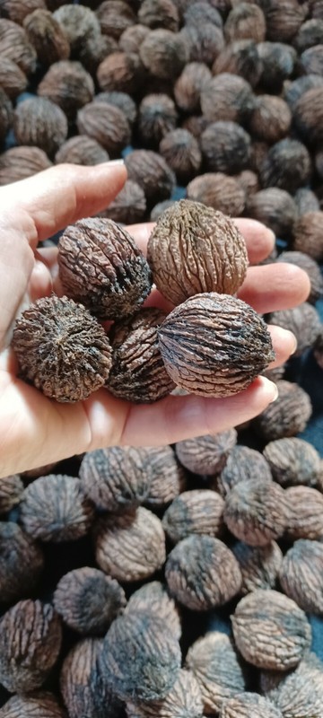 Black Walnuts 15 Lbs hulled, in shell fresh harvest 2025, GA Non GMO ORGANIC gallery