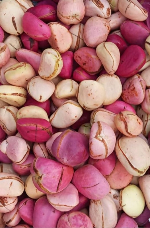 Premium Nigerian Kola Nut – Gworo – Fresh or Dried – Retail & Bulk – FOB Export gallery