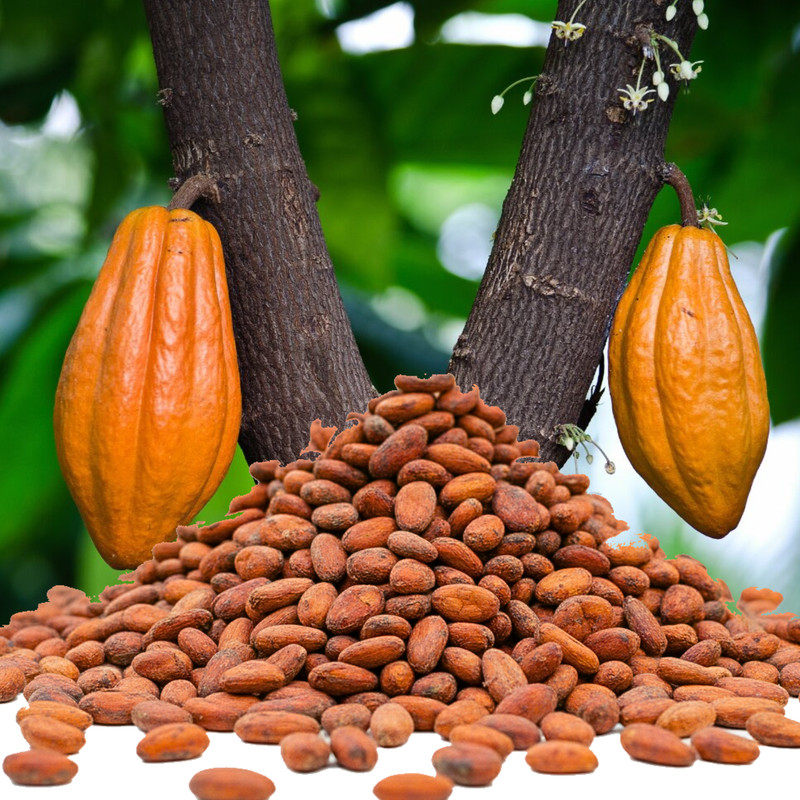 Organic Brown Cocoa Beans | Raw Whole Cacao | Superfood for Chocolate & Tea