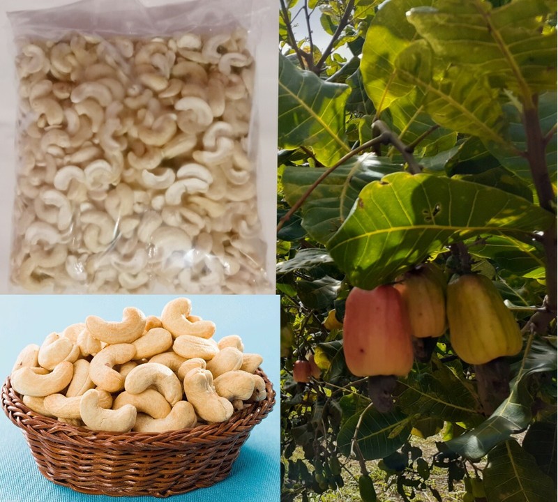 Ceylon Fresh Organic Cashew Nuts Hand picked 1,21,3,4,5,6,7 lb Vegan Non-GMO Raw
