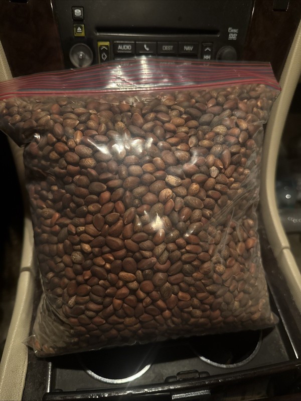 New Mexico Piñon Pine Nuts, 5lbs Raw Pinon | Navajo Nation, Zuni Mountains