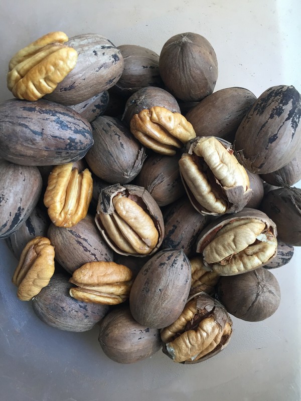 Pecans In Shell 17.5 LB North Carolina 2021 Fresh Hand-Picked Dry Cured Organic gallery