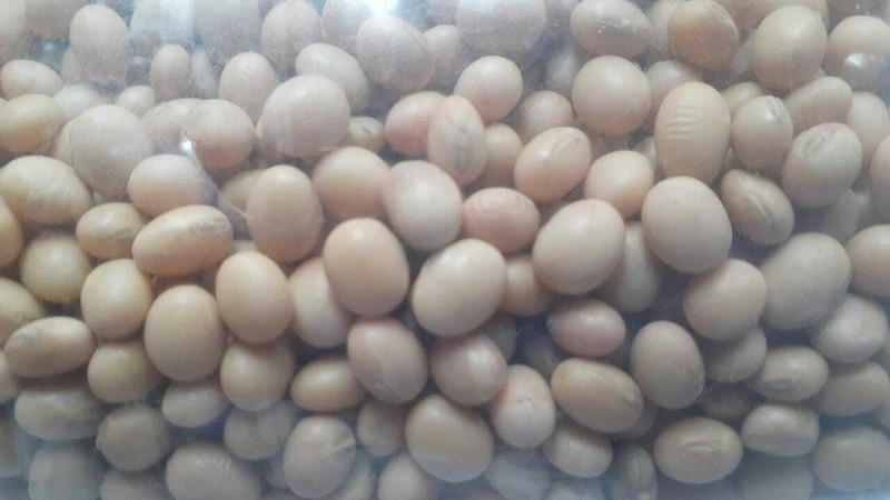 Organic Highly Nutritional Soya Beans For Tofu soy milk making No Preservatives