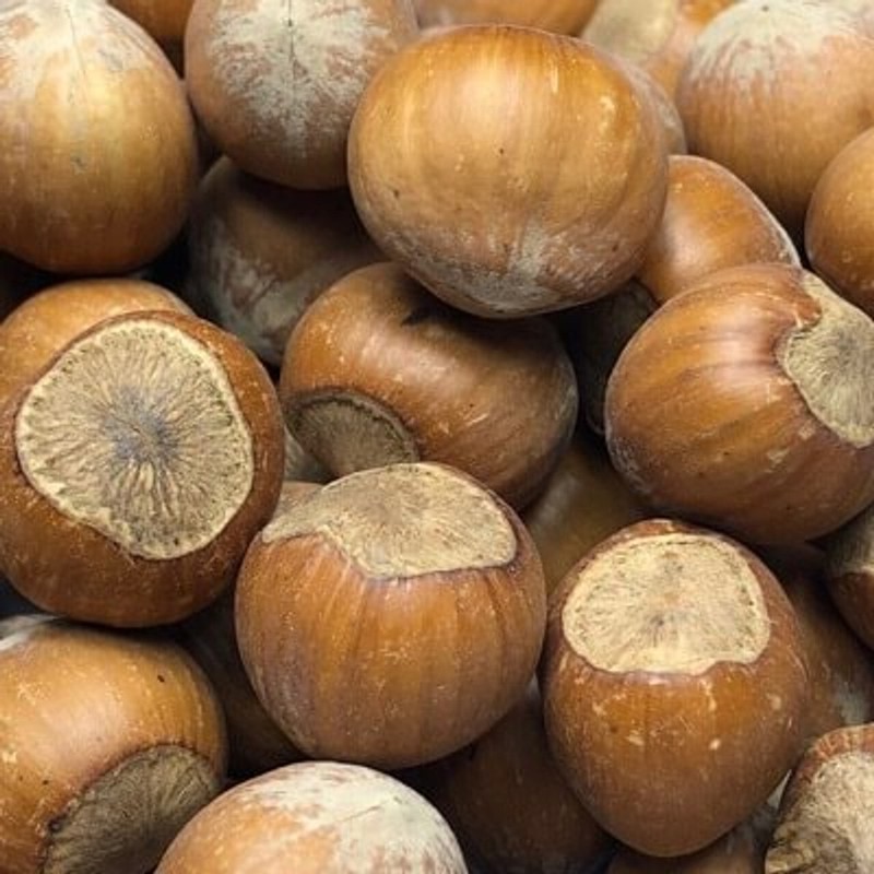 Torn & Glasser 1 lb Pecans, Almonds, Hazelnuts, Brazil Nuts, or Walnuts in Shell gallery