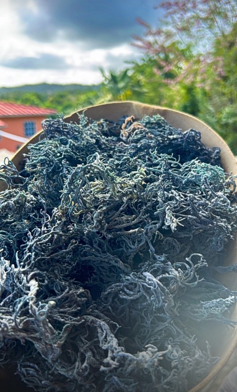 4oz Raw Organic Purple Sea Moss from St Lucia gallery