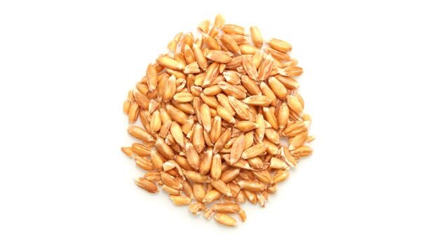 Yupik Organic Spelt Kernels 2.2lb Non-GMO Kosher Vegan Raw Hulled Grains gallery