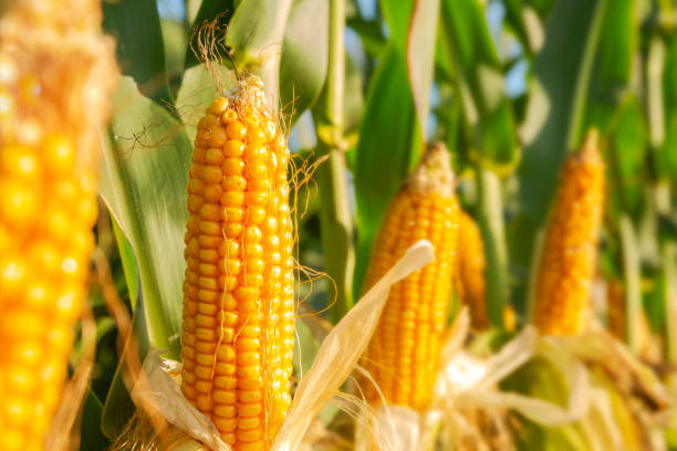 Corn|Sweet Corn|Maize|Golden Bantam Seeds(For Popcorn)+Ceylon 100% Natural gallery