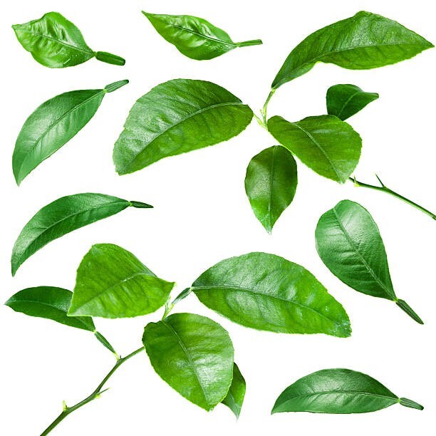 50 Green Lemon Seeds & 30 leaves,Lemon Tree Seed Citrus limon Heirloom Organic gallery